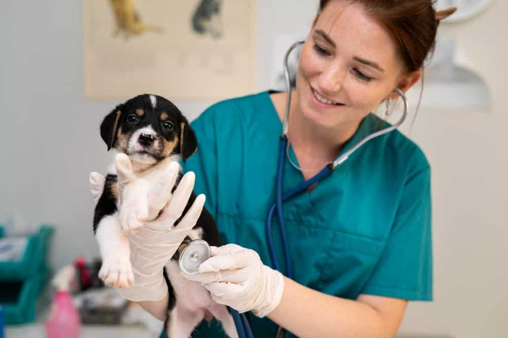 Camboriú Inaugura Primeira Clínica Veterinária Pública