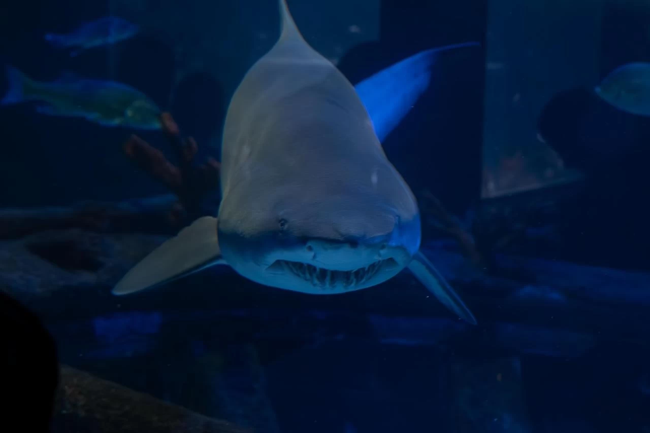 Dia Mundial do Meio Ambiente: Oceanic Aquarium terá entrada gratuita para moradores de BC e Camboriú