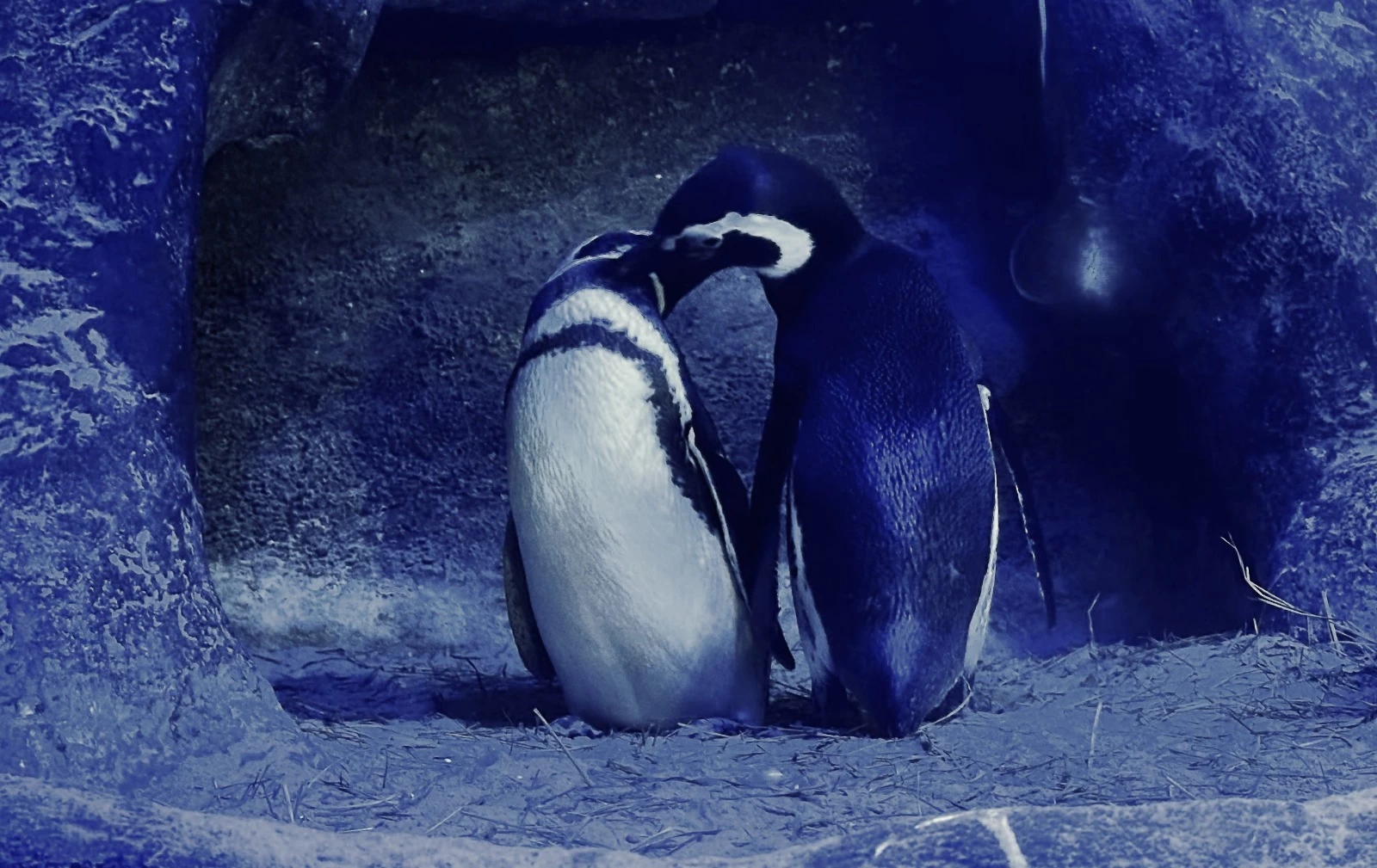 Namorados no Oceanic: histórias selvagens de afeto e ingressos com desconto