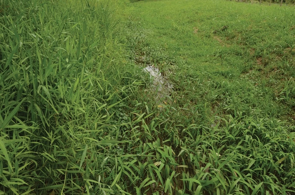 Nova espécie de peixe é descoberta no Rio Camboriú