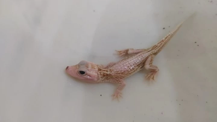 Filhote de jacaré com leucismo é resgatado em Balneário Camboriú