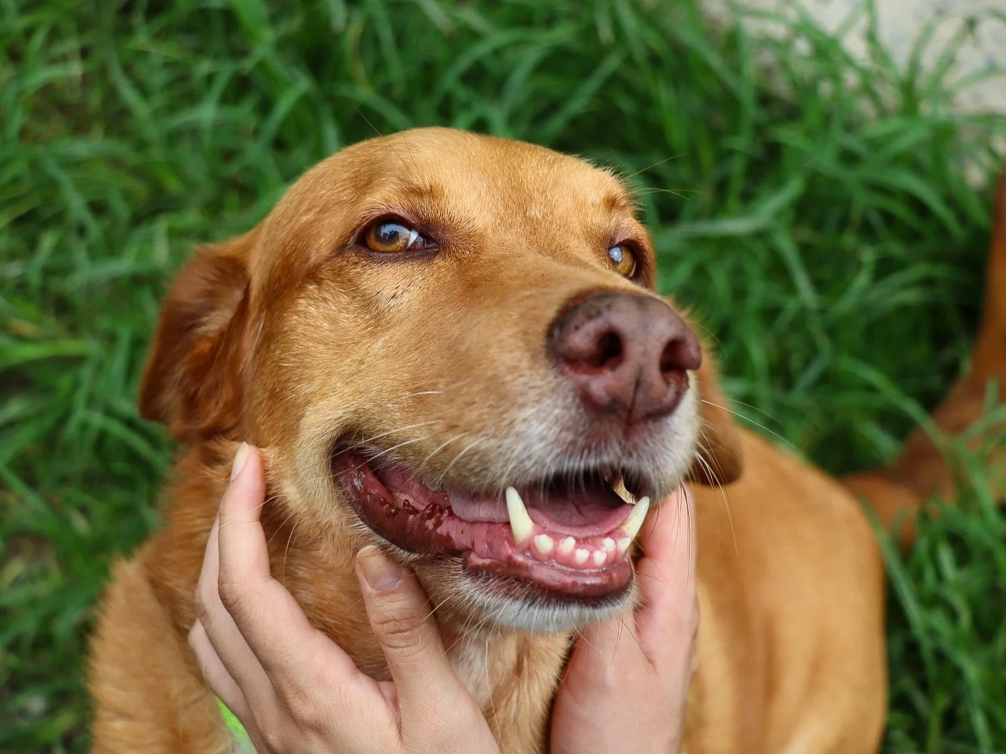 Castrações gratuitas de cães e gatos começam neste domingo em Balneário Camboriú