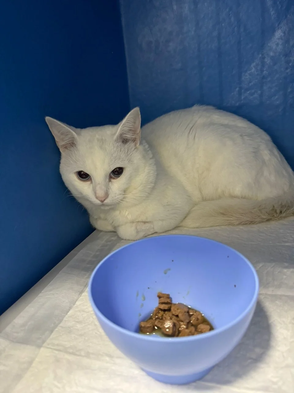 Foto: Divulgação/PMBC