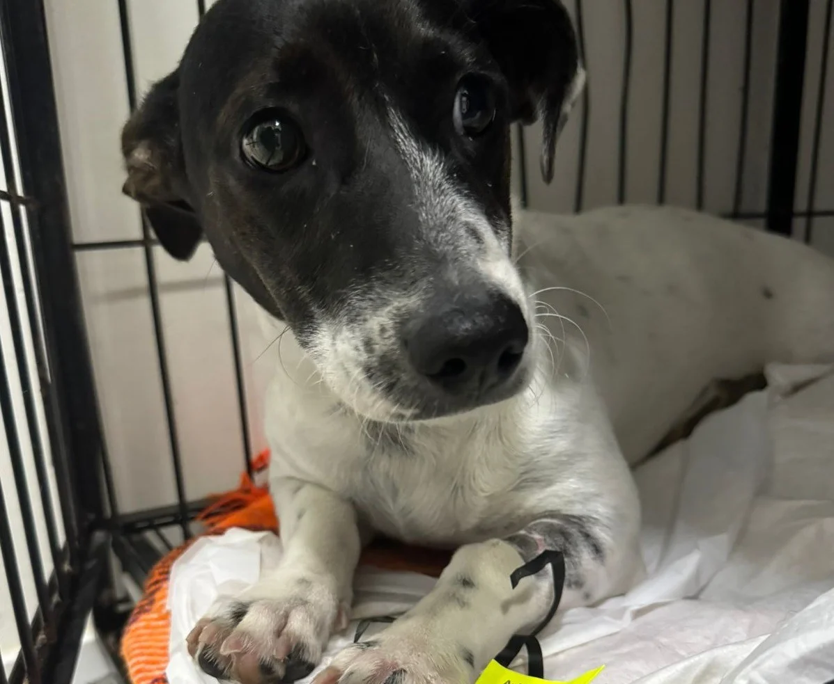 Foto: Divulgação/PMBC