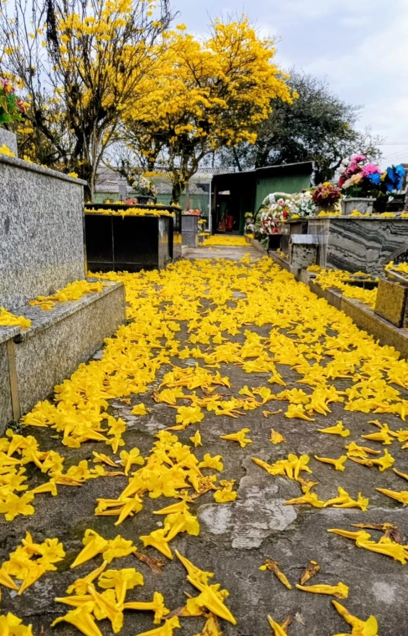 Prefeitura de Camboriú suspende obras nos cemitérios municipais para o Dia de Finados