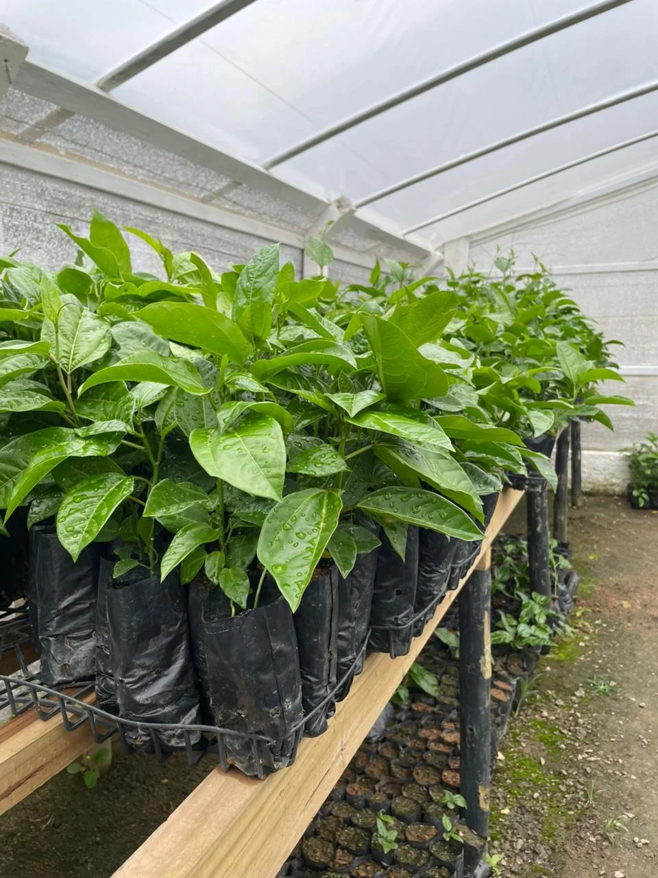 Agricultura de Camboriú distribui mais de 600 mudas de maracujá