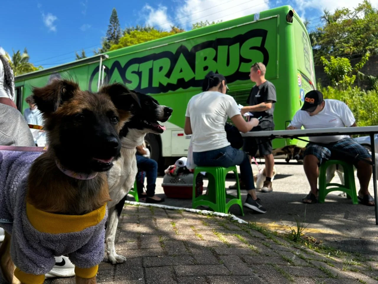 Mais de 200 animais são castrados em Balneário Camboriú