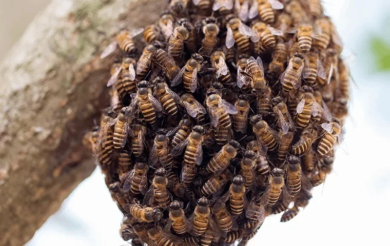 Balneário Camboriú orienta população sobre presença de enxames de abelhas