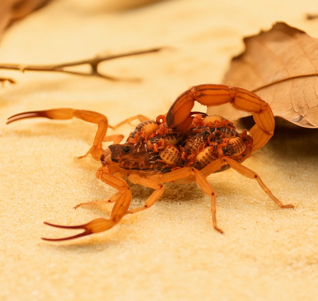 Balneário Camboriú reforça cuidados contra escorpiões no verão