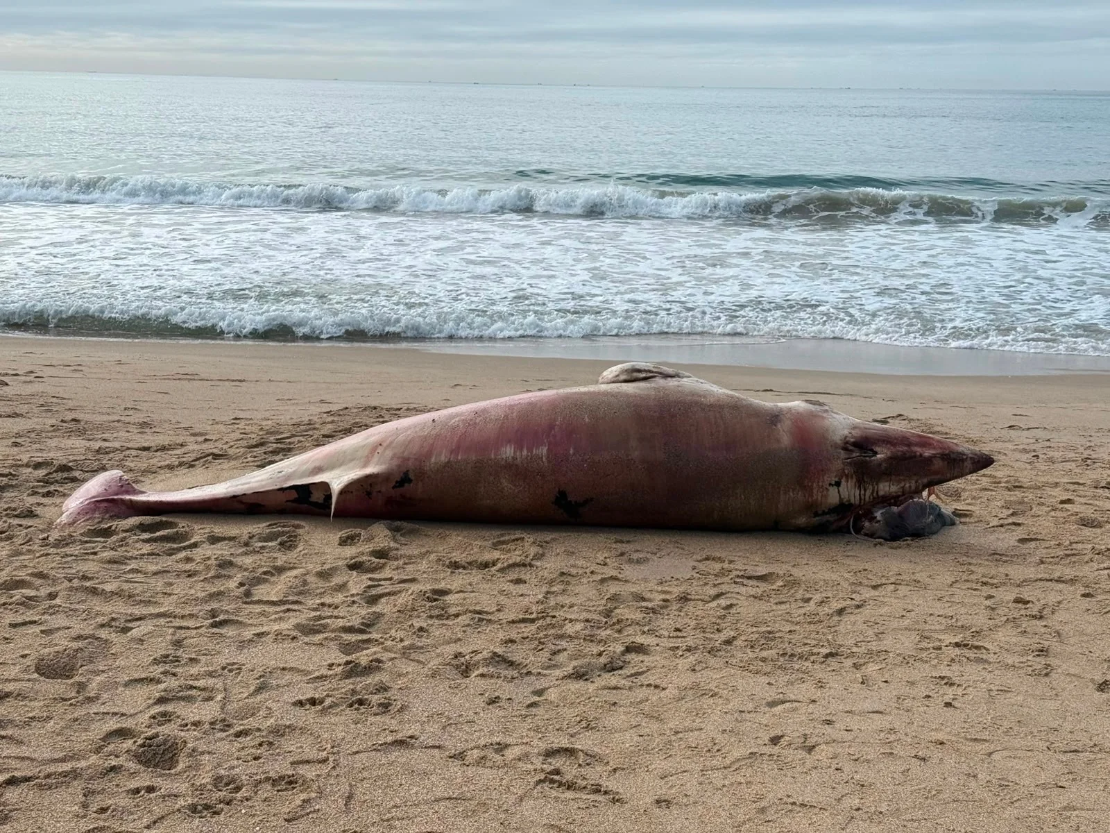 Baleia-minke é encontrada morta na Praia do Buraco, em Balneário Camboriú